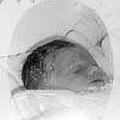 Emme-Lotte Raymaekers-Heyens