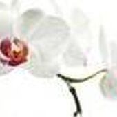 Marie-Thérèse BEURLET