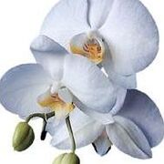 Antoinette VERMEULEN