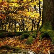 Jean-François VAN DEN ABBEELE