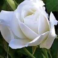 Marie-Thérèse WILKIN