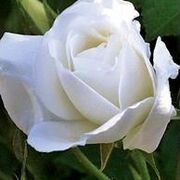 Marie-Thérèse WILKIN