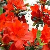 Marie-Thérèse THIRION