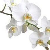 Huberte DETREMBLEUR-GERNAY