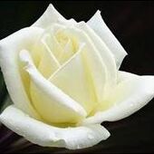 Marie-Louise GOLINVAUX