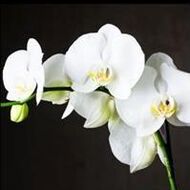 Marie-Thérèse GRENSON