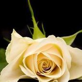 Françoise Waterschoot