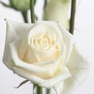 Frans en Marika Nijs - Schols