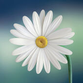 José SCHAAF