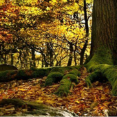 Jean-François VAN DEN ABBEELE