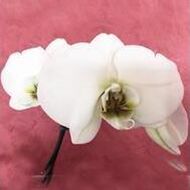 Maria (dite Josée) FREDERICK