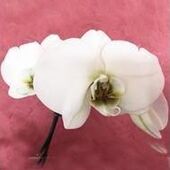 Maria (dite Josée) FREDERICK