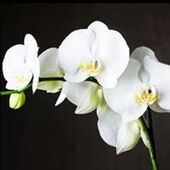 Marie-Thérèse GRENSON