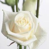 Frans en Marika Nijs - Schols