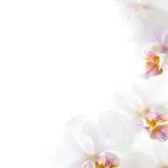 Marie-Louiske SMOLDERS