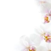 Marie-Louiske SMOLDERS