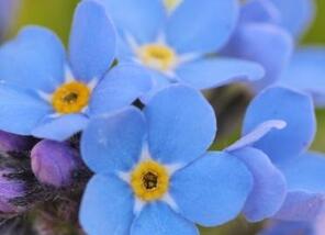 juux0grve5-bloemen-blauw.jpg